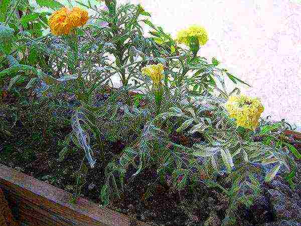 kung paano palaguin ang mga marigold seedling sa bahay