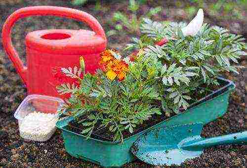 kung paano palaguin ang mga marigold seedling sa bahay