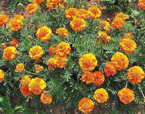 how to grow marigold seedlings at home