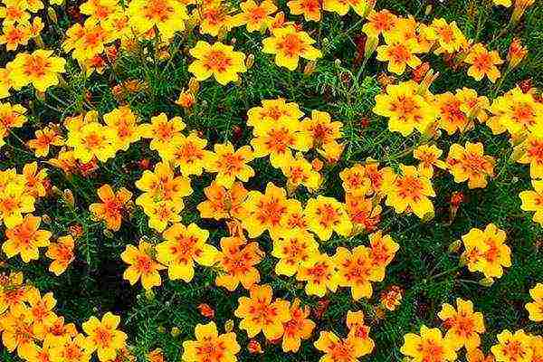 how to grow marigold seedlings at home