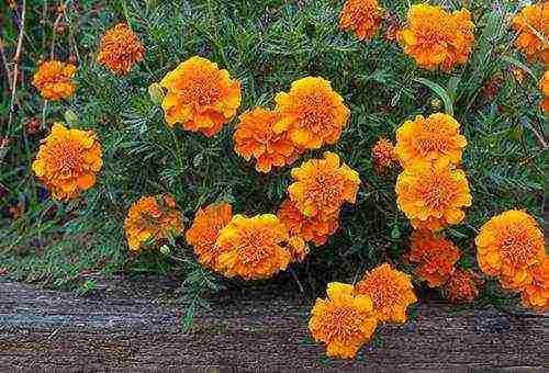 how to grow marigold seedlings at home