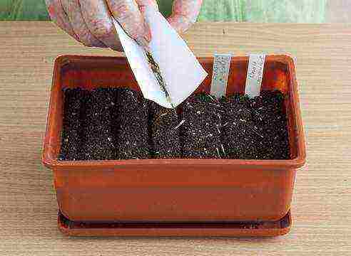 how to grow marigold seedlings at home