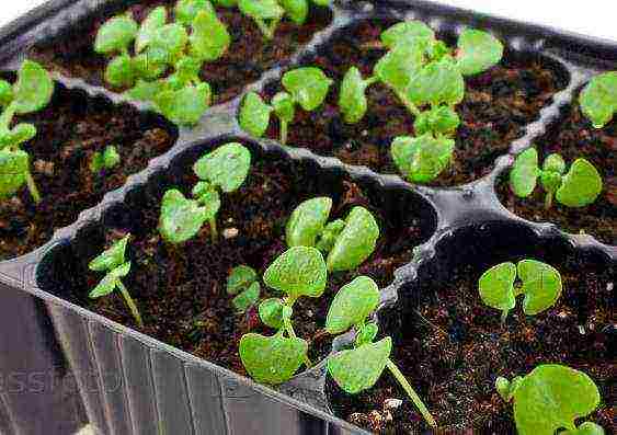 how to grow basil seedlings at home