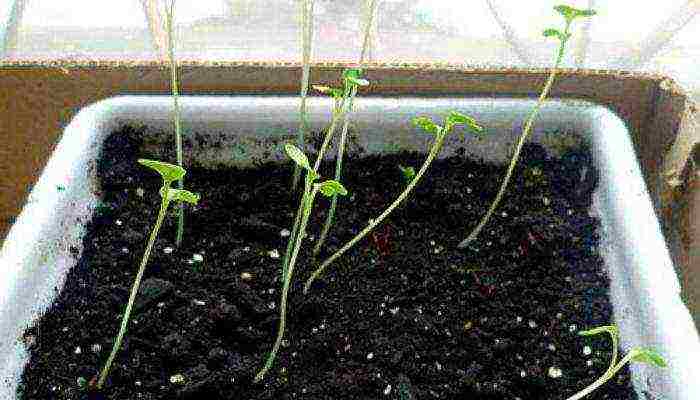 how to grow basil seedlings at home