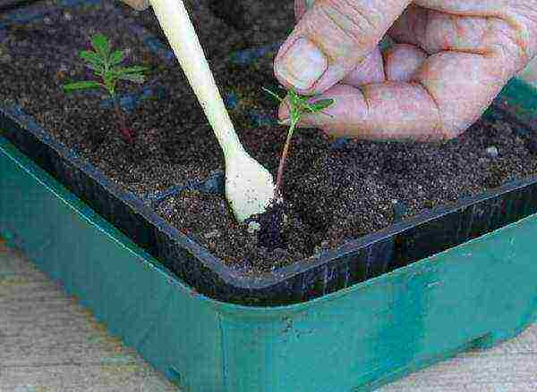 how to grow flower seedlings at home