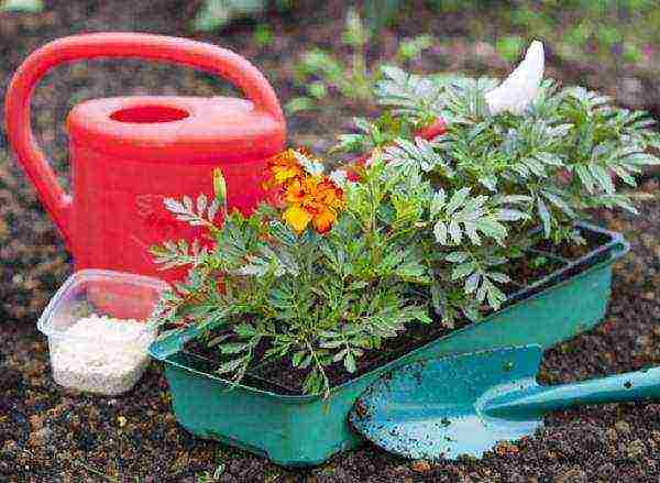 how to grow flower seedlings at home