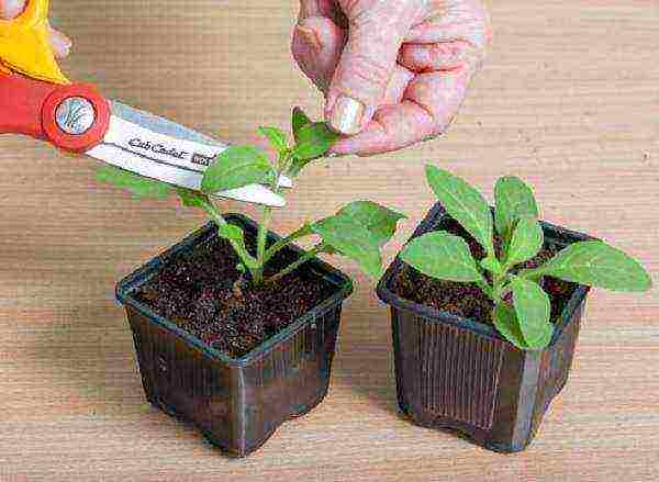 how to grow flower seedlings at home