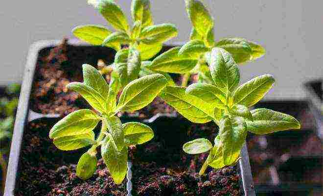 how to grow flower seedlings at home