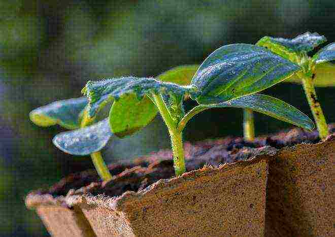 how to grow flower seedlings at home