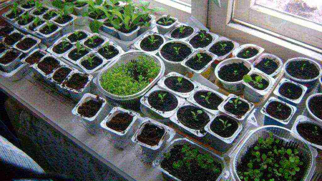 how to grow flower seedlings at home