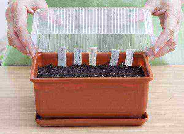 how to grow flower seedlings at home