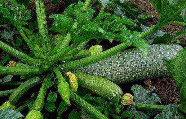 kung paano mapalago ang mga punla ng zucchini sa bahay