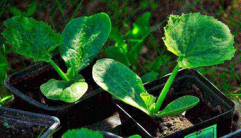 how to grow zucchini seedlings at home