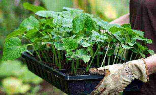 how to grow zucchini seedlings at home