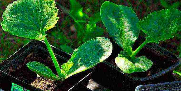 how to grow zucchini seedlings at home