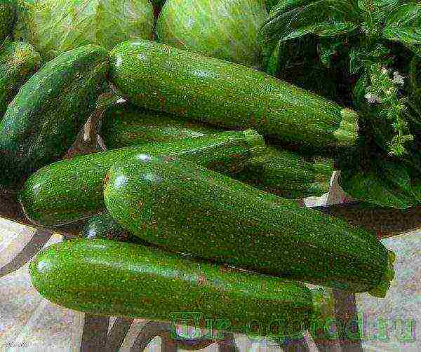 kung paano mapalago ang mga punla ng zucchini sa bahay