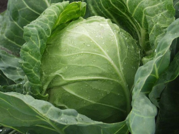 how to grow cabbage seedlings at home