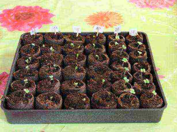 how to grow cabbage seedlings at home