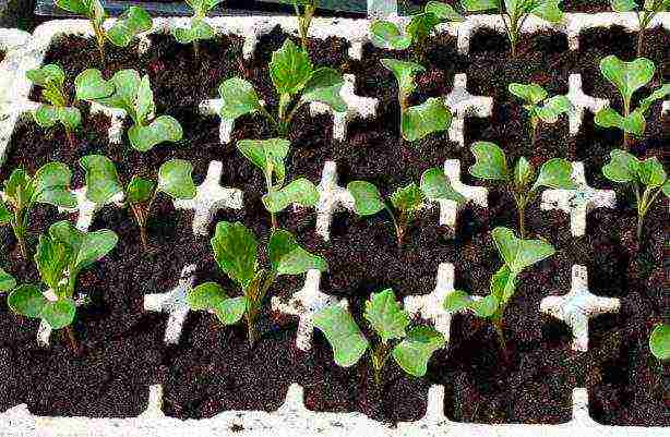 how to grow cabbage seedlings at home