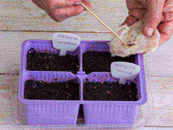 how to grow cabbage seedlings at home