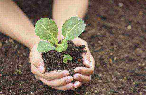 how to grow cabbage seedlings at home