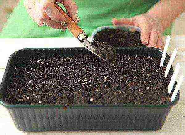 how to grow cabbage seedlings at home