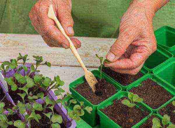 how to grow cabbage seedlings at home