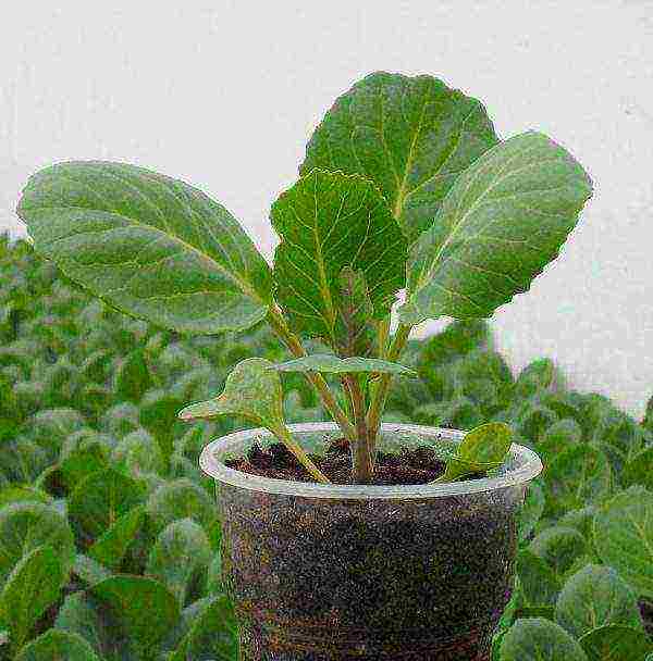 how to grow cabbage seedlings at home