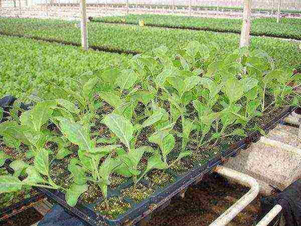 how to grow cabbage seedlings at home