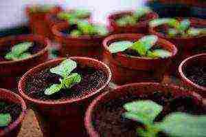 how to grow tobacco seedlings at home