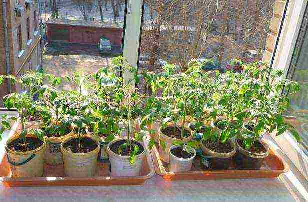 how to grow tomato seedlings at home