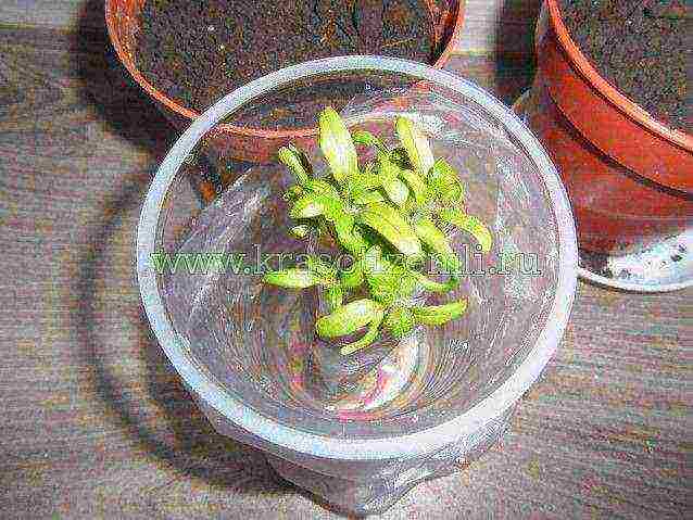 how to grow seedlings in cellophane on toilet paper