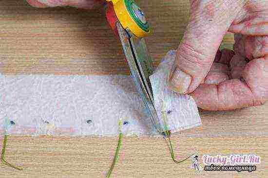 how to grow seedlings in cellophane on toilet paper