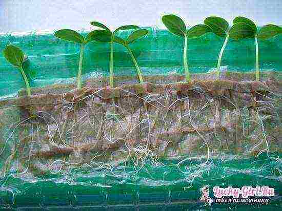 how to grow seedlings in cellophane on toilet paper