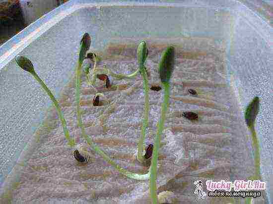 how to grow seedlings in cellophane on toilet paper