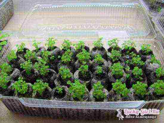how to grow seedlings in cellophane on toilet paper