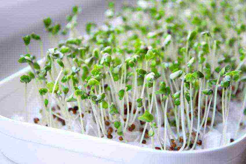 how to grow seedlings in cellophane on toilet paper