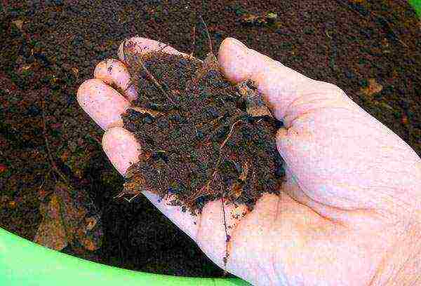 kung paano palaguin ang mga seedling ng strawberry sa bahay