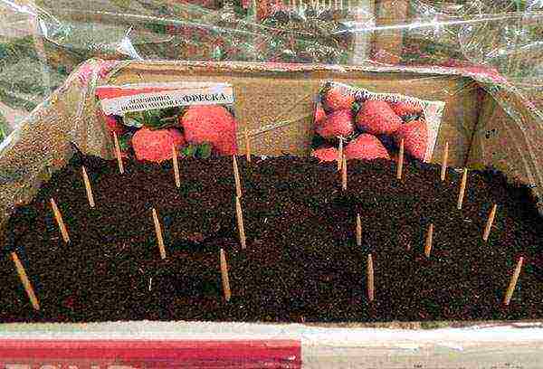 how to grow strawberry seedlings at home