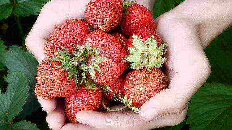 how to grow remontant strawberries outdoors