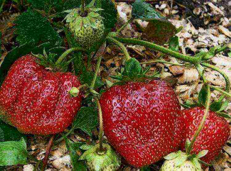 how to grow remontant strawberries outdoors