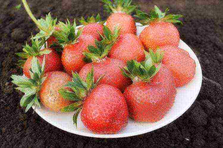 how to grow remontant strawberries outdoors