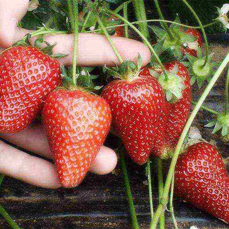 how to grow remontant strawberries outdoors