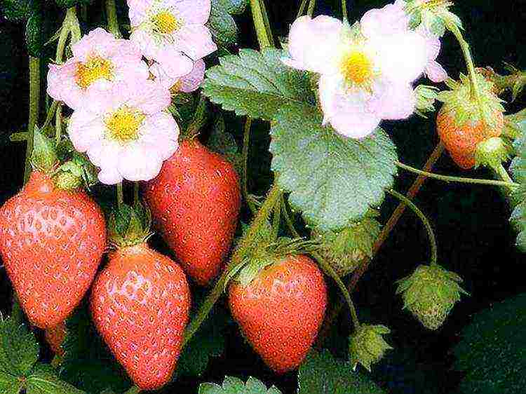 how to grow remontant strawberries outdoors