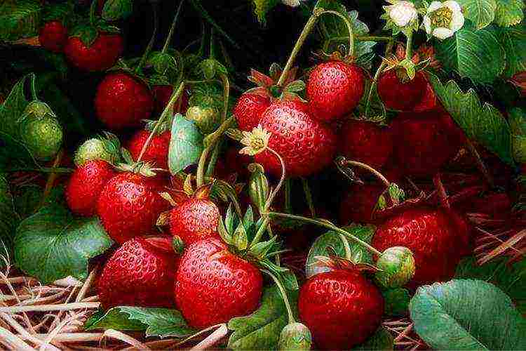 how to grow remontant strawberries outdoors