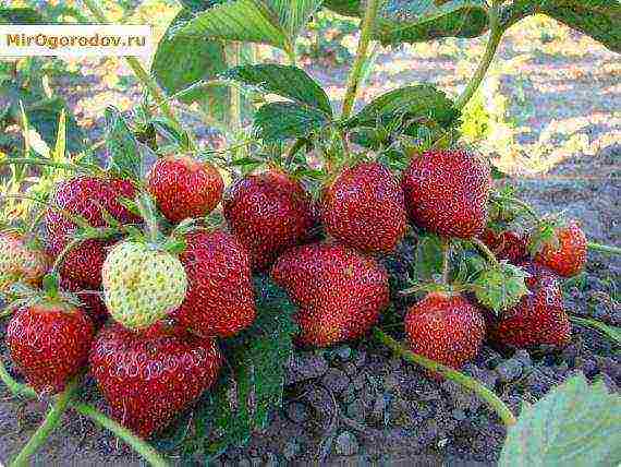 how to grow remontant strawberries outdoors