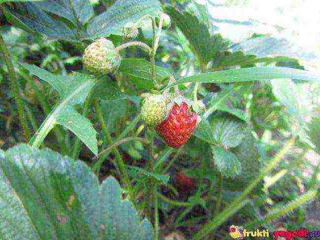 how to grow remontant strawberries outdoors