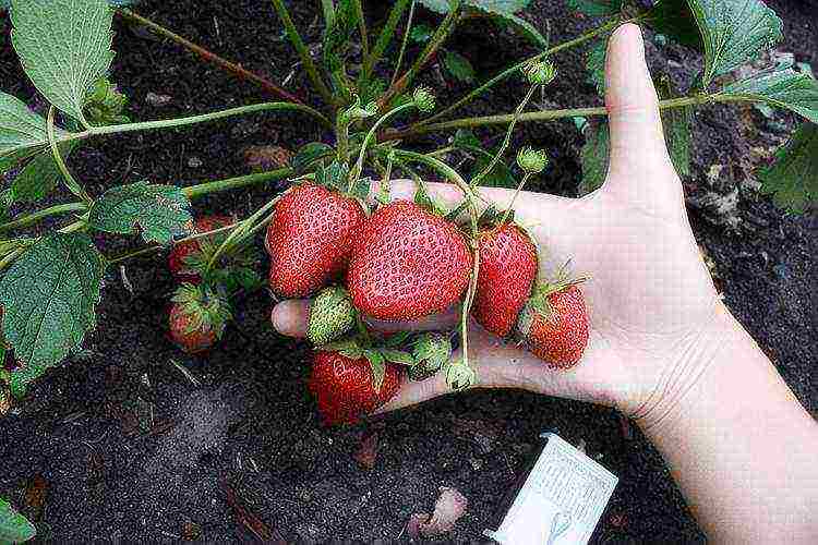 how to grow remontant strawberries outdoors