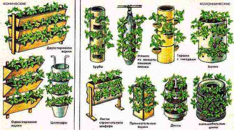 how to grow remontant strawberries outdoors