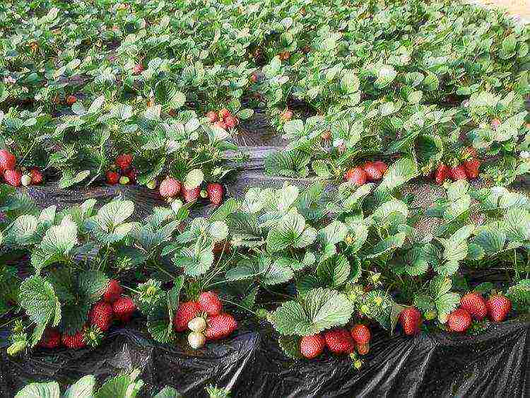 how to grow remontant strawberries outdoors